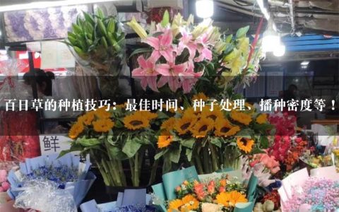 百日草的种植技巧：最佳时间、种子处理、播种密度等！