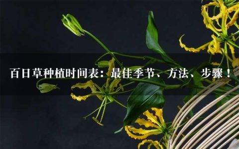 百日草种植时间表：最佳季节、方法、步骤！