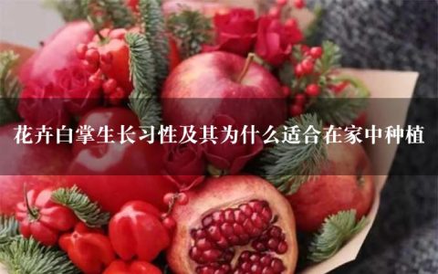 花卉白掌生长习性及其为什么适合在家中种植